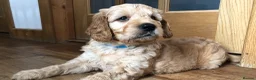 Goldendoodle dogs for sale: F1 Miniature Goldendoodle 100% DNA Health Tested - Advert 14