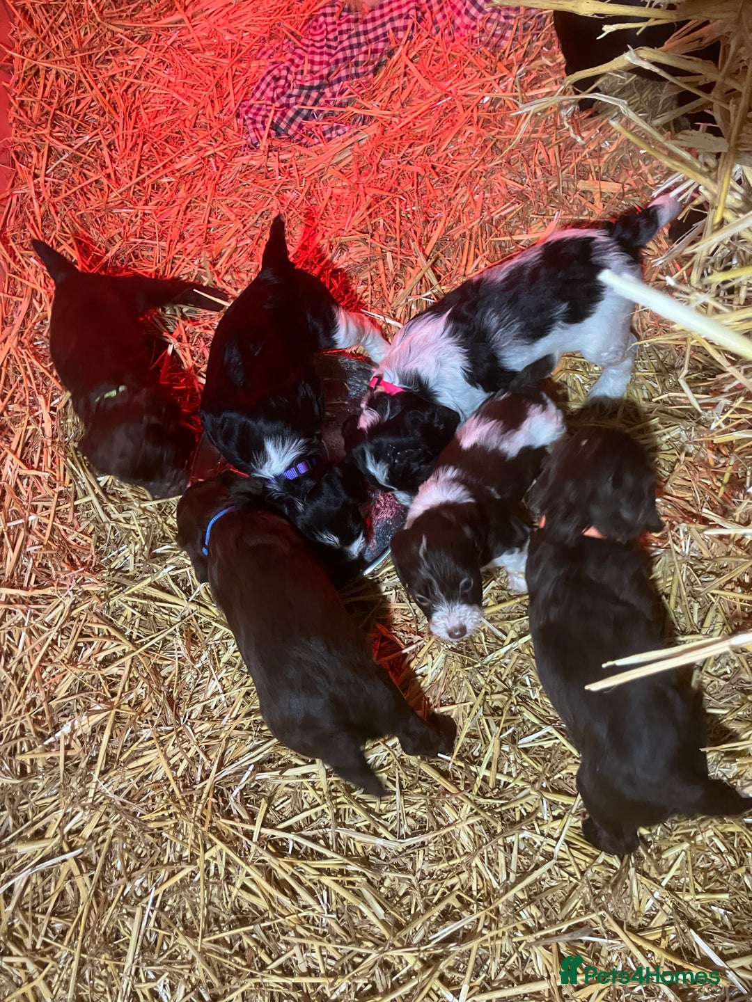 Mixed Breed dogs for sale: English Springer Spaniel X Cockerpoo  - Image 4