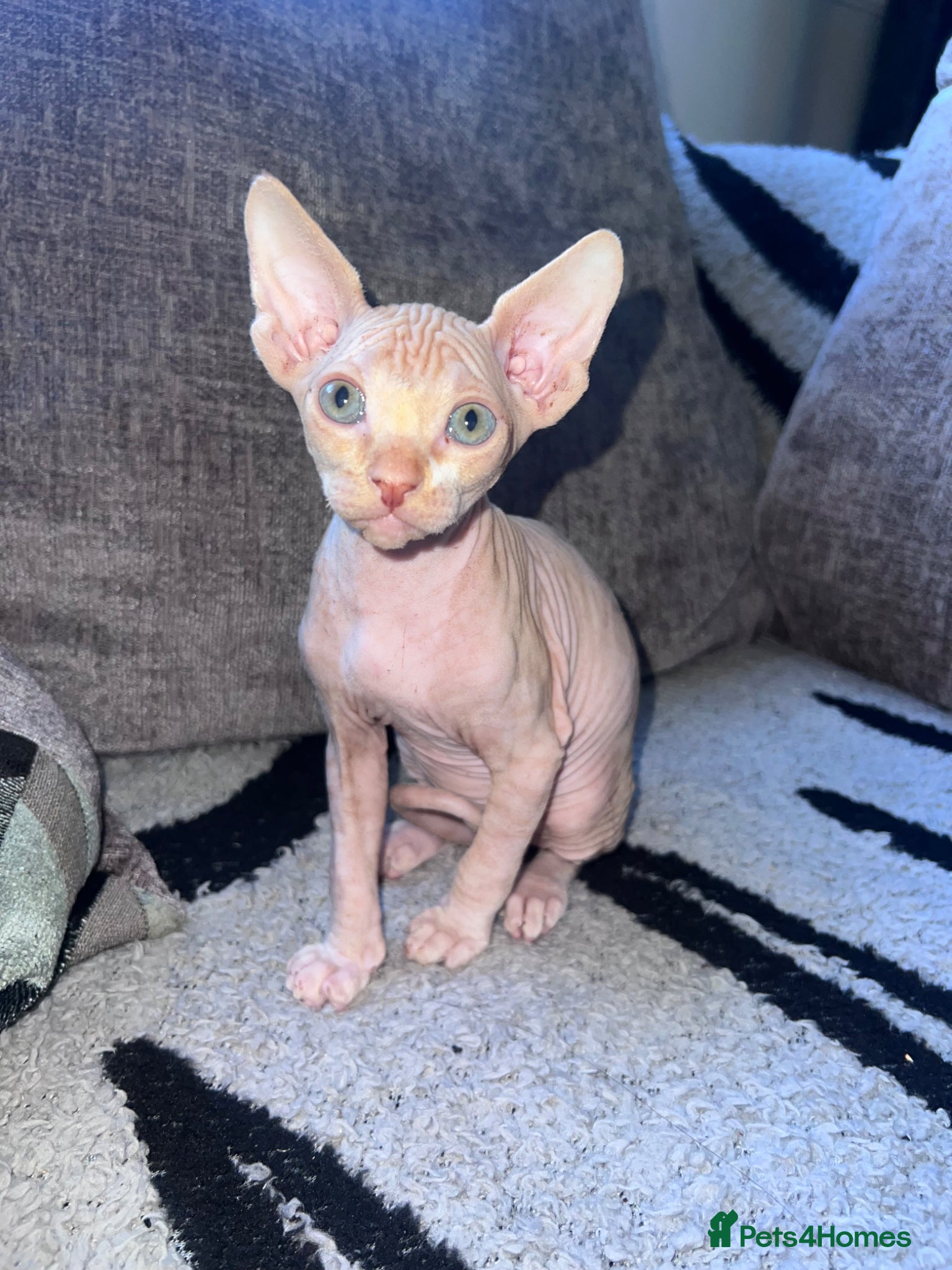 Sphynx cats Canadian sphynx ready to leave now  - Advert 6