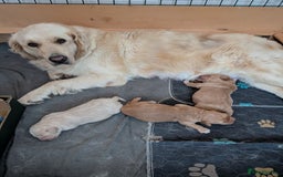 Goldendoodle dogs for sale: Goldendoodle F1 puppies  - Image 6