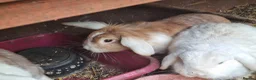 Mixed Breed rabbits for sale: Rabbits To Go To a Good Home in Doncaster - Advert 11