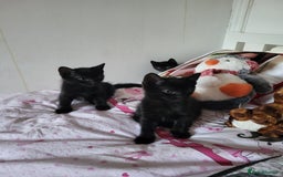 Domestic Shorthair cats for sale: 🐾 Kittens Looking for Loving Homes 🐾 - Image 3