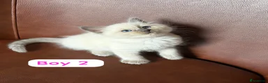 Ragdoll Kitten 2