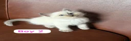 Ragdoll cats for sale: Ragdoll kittens looking for forever home💗 - Advert 8