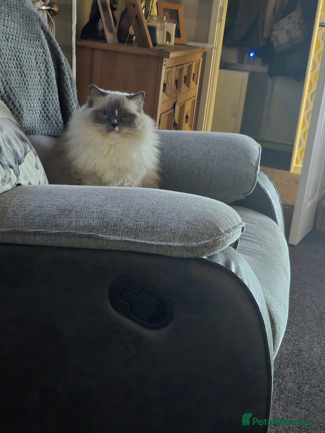 Ragdoll cats for sale: 5 year old ragdoll  - Advert 2