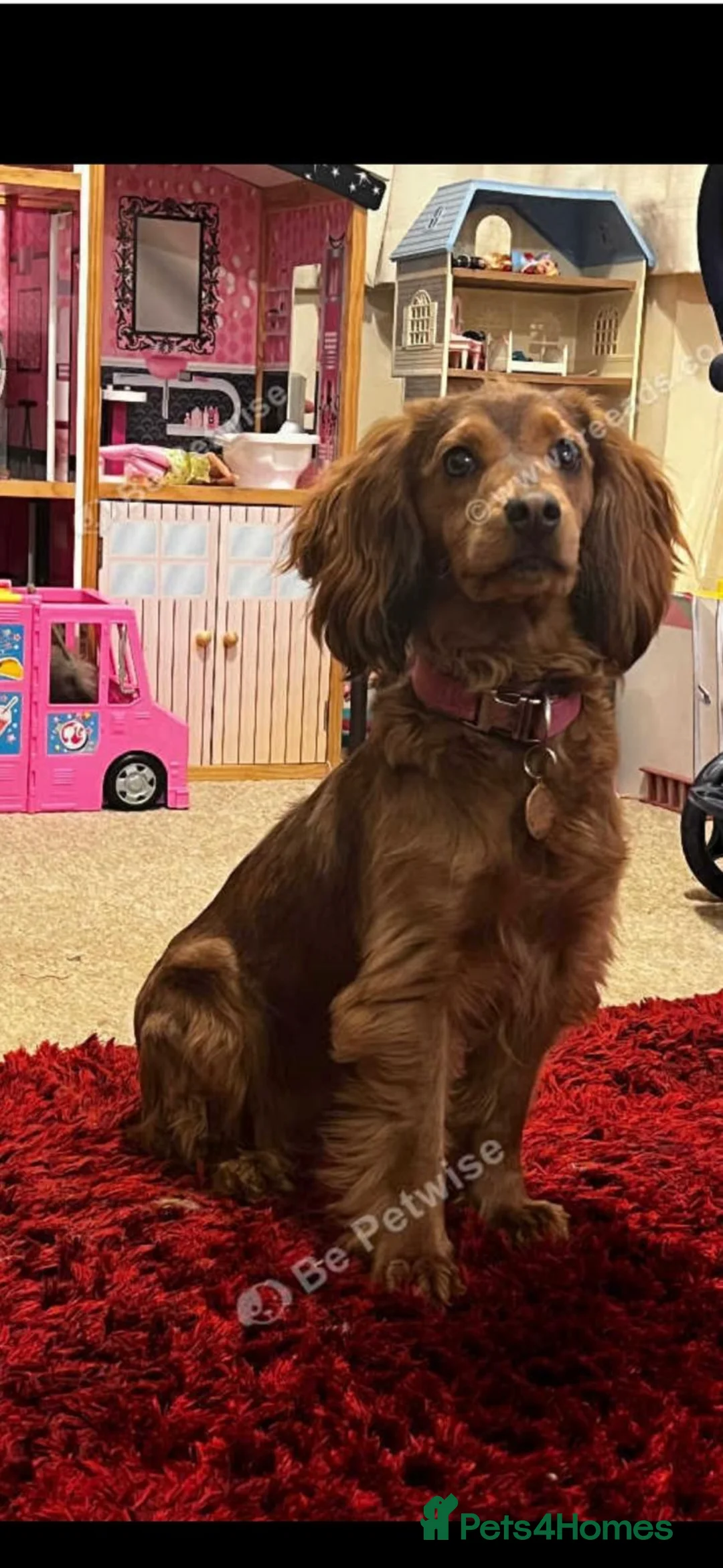 Cocker Spaniel dogs for sale: Ruby needs a new home - Advert 2
