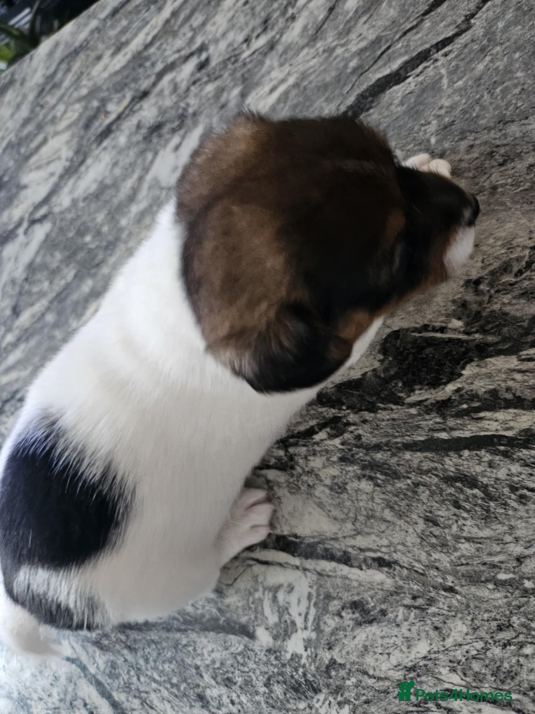 Jack Russell dogs for sale: Full pedigree jack russle pups  - Advert 10