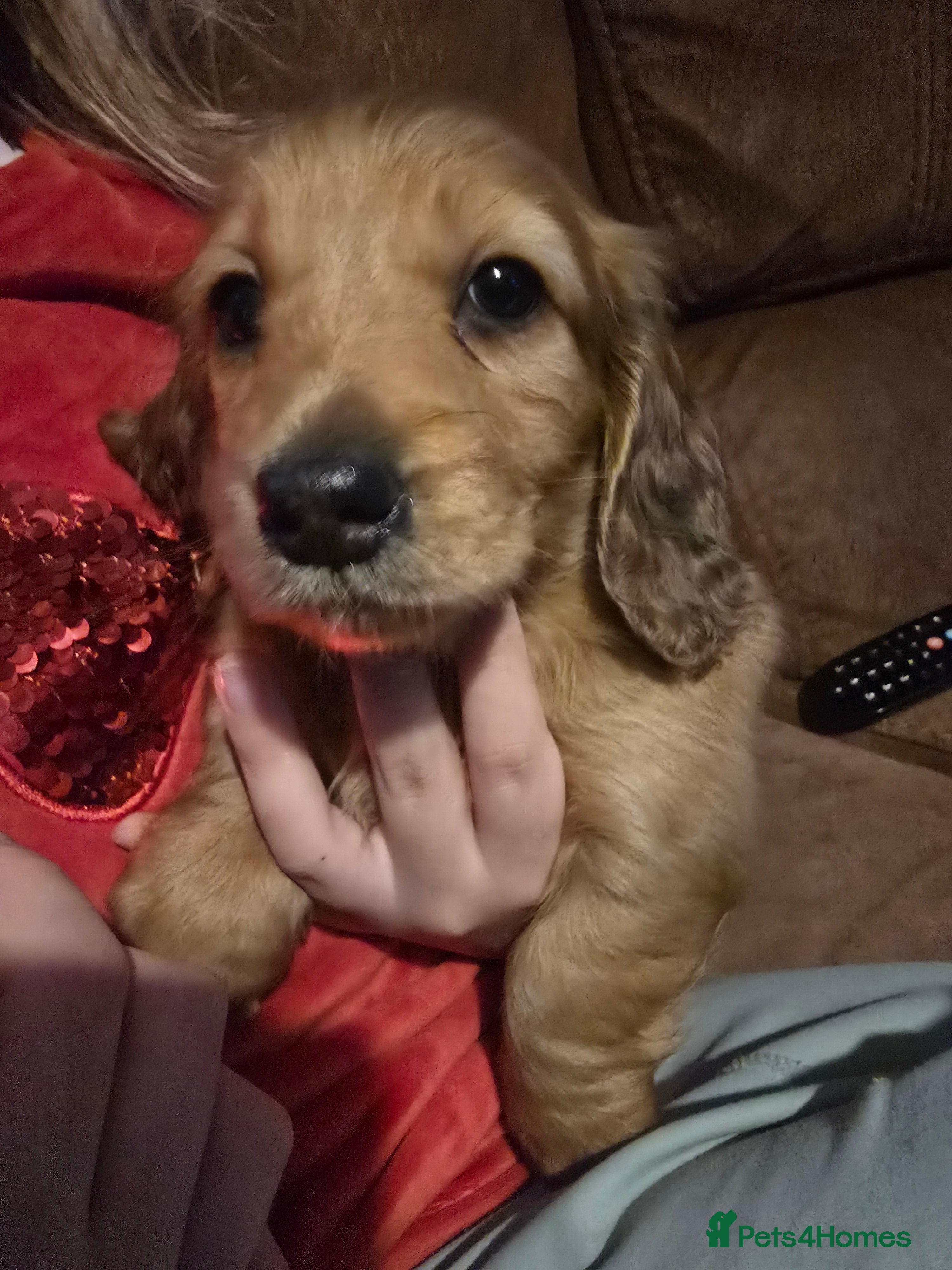 Miniature Dachshund dogs Miniature Long-Haired Dachshund - Advert 15