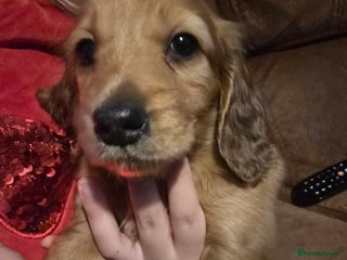 Miniature Dachshund dogs Miniature Long-Haired Dachshund - Advert 4