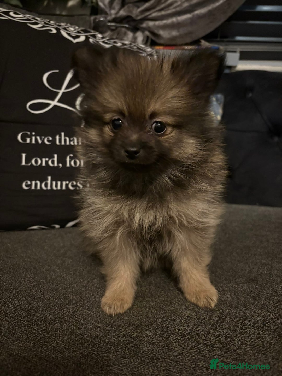 Pomeranian dogs for sale: Ready to leave last blk & tan & wlf sable boy - Advert 10