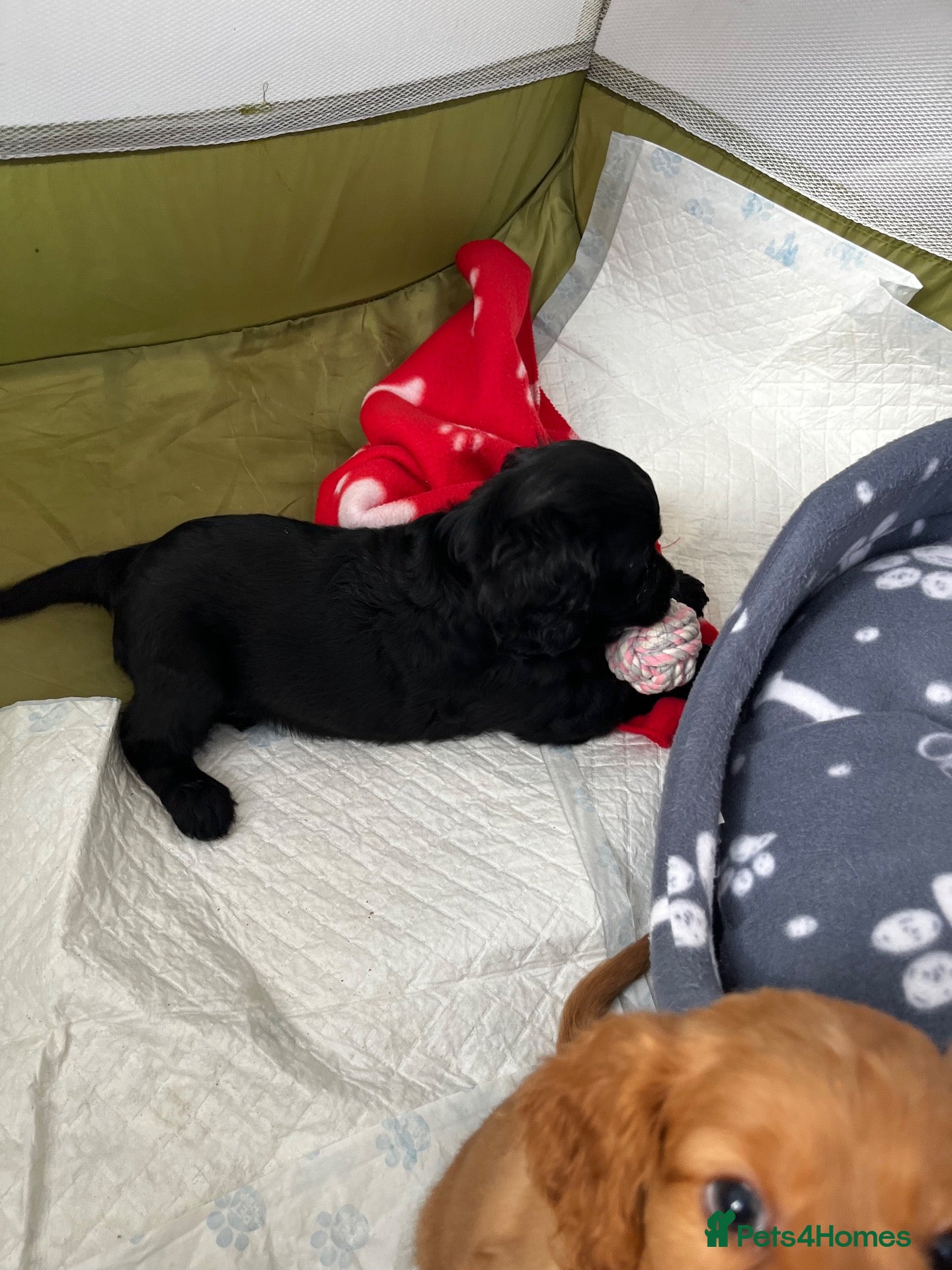 Mixed Breed dogs for sale: Cavapoo Puppies  - Advert 14