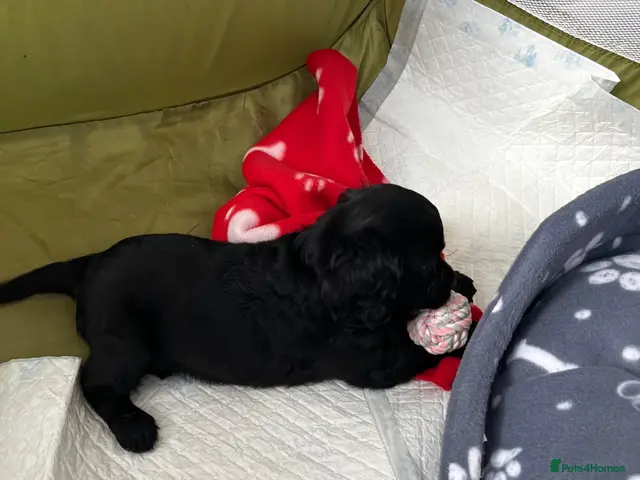 Mixed Breed dogs for sale: Cavapoo Puppies - Advert 14
