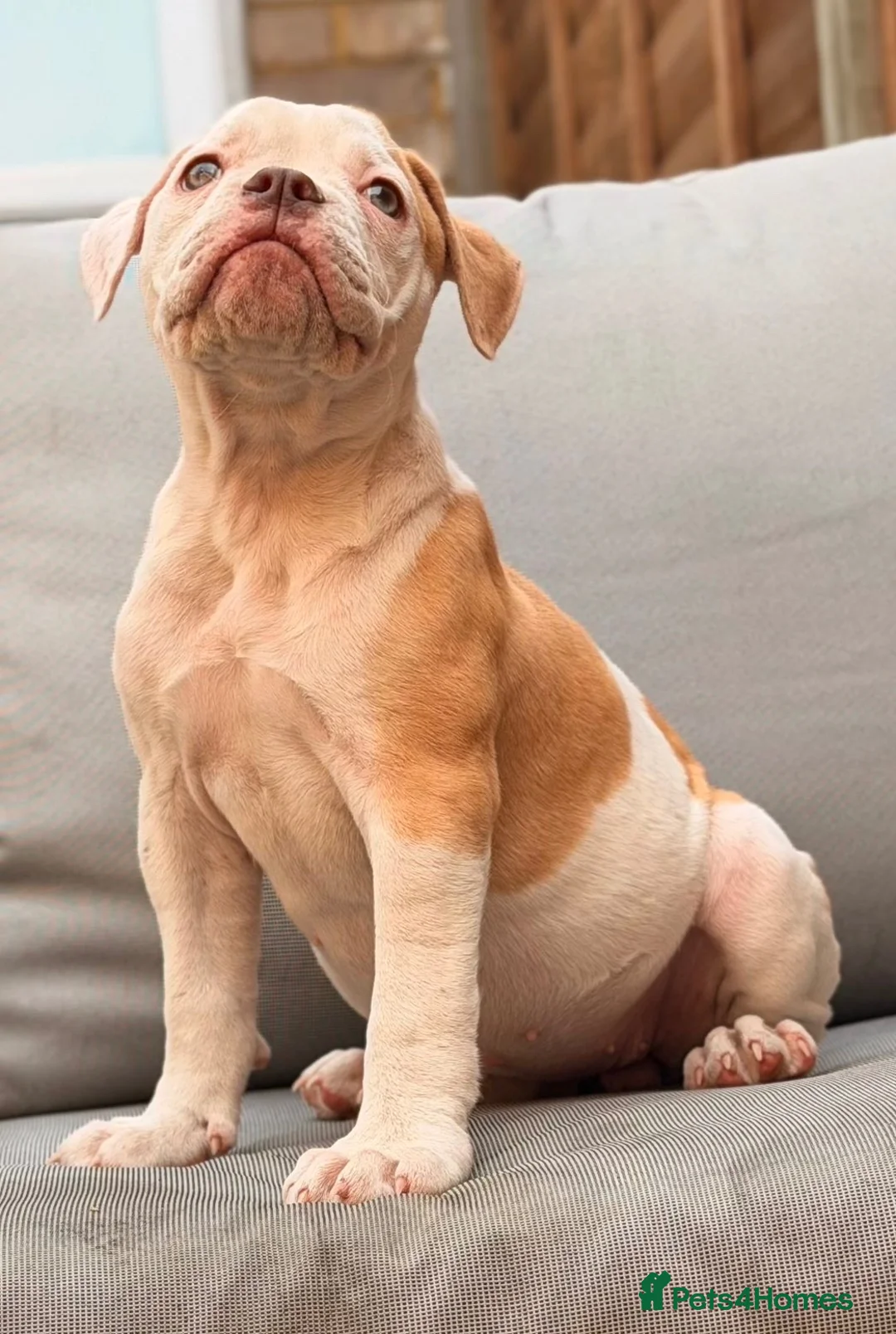 Old Tyme Bulldog dogs for sale: Old tyme bulldog pup female  in Sutton - Advert 2