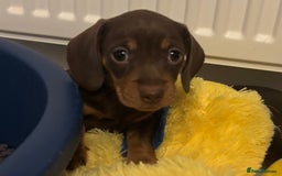 Miniature Dachshund dogs for sale: KC Registered Miniature Dachshund Puppies For Sale - Image 3