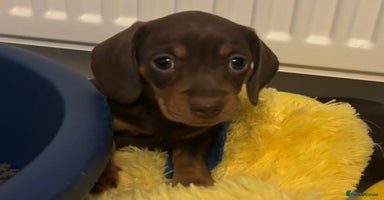 Miniature Dachshund dogs - Advert 13