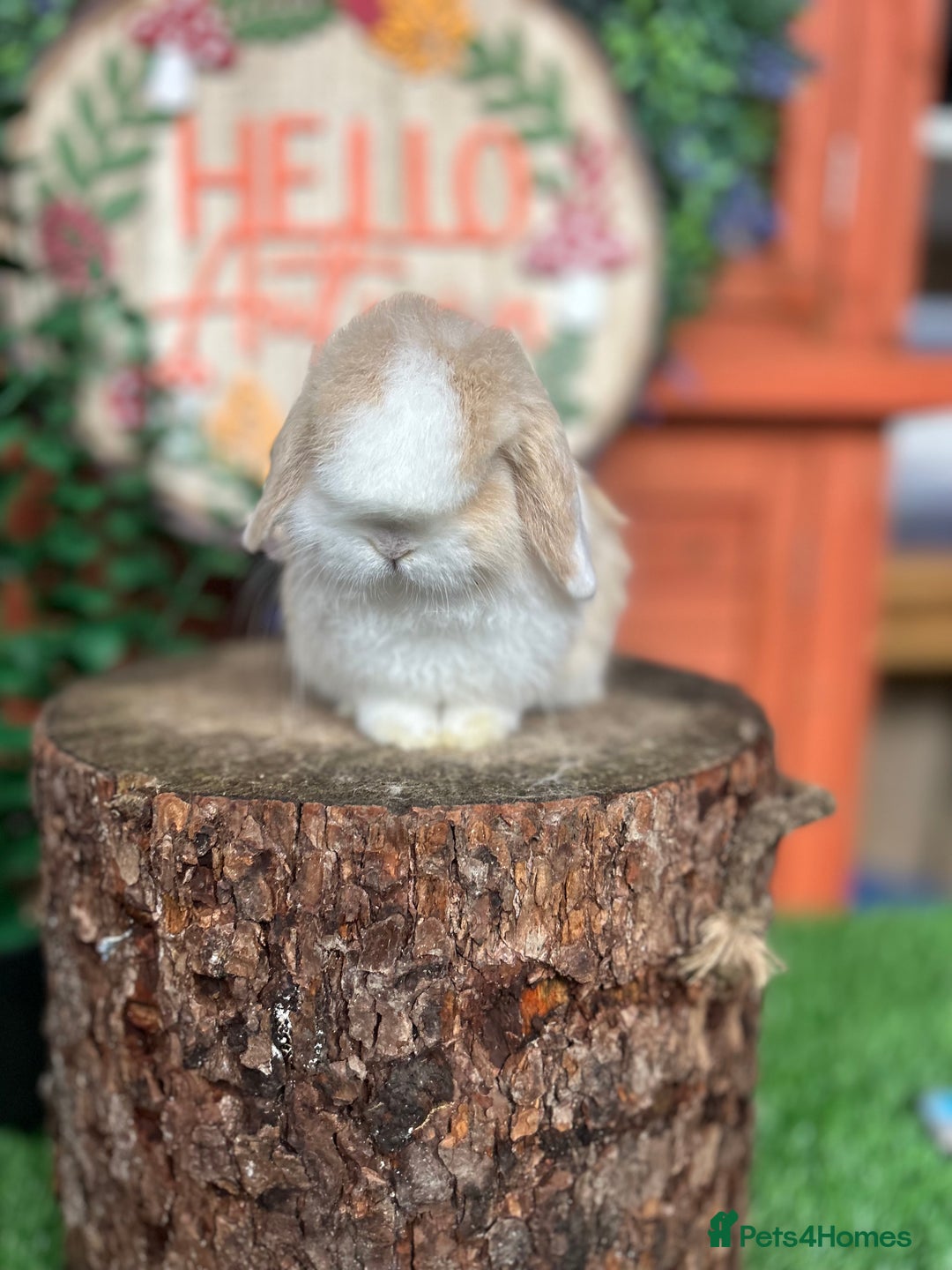 Mini Lop rabbits for sale: ⭐ VACCINATED PEDIGREE MINI LOP BUNNIES ⭐  - Advert 2