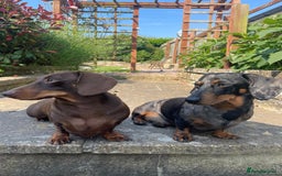 Miniature Dachshund dogs for sale: MUST GO AS A PAIR - Image 4