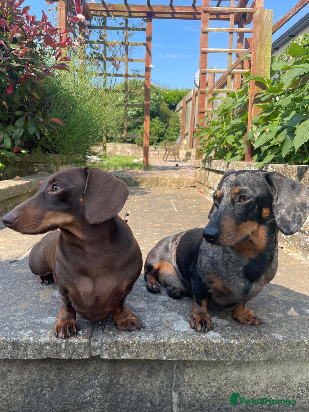 Miniature Dachshund dogs for sale: MUST GO AS A PAIR - Image 4