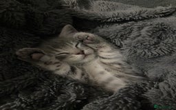 Scottish Fold cats for sale: Beautiful Scottish fold kittens - Image 16
