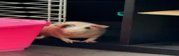 Guinea Pig rodents for sale: Skinny pig - Advert 3