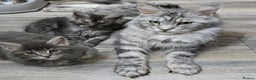 Maine Coon cats for sale: TICA KING SIZE MAINE COON CUBS - Advert 5