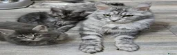 Maine Coon cats for sale: TICA MAINE COON CUBS - Advert 10