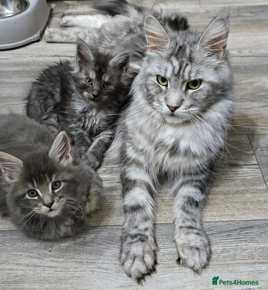 Maine Coon cats for sale: TICA MAINE COON CUBS - Advert 10