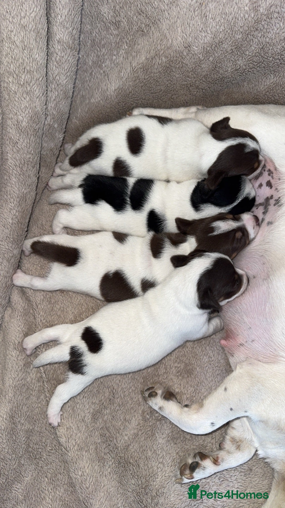 Jack Russell dogs Jack Russel.. Ready 26th sept! - Advert 1