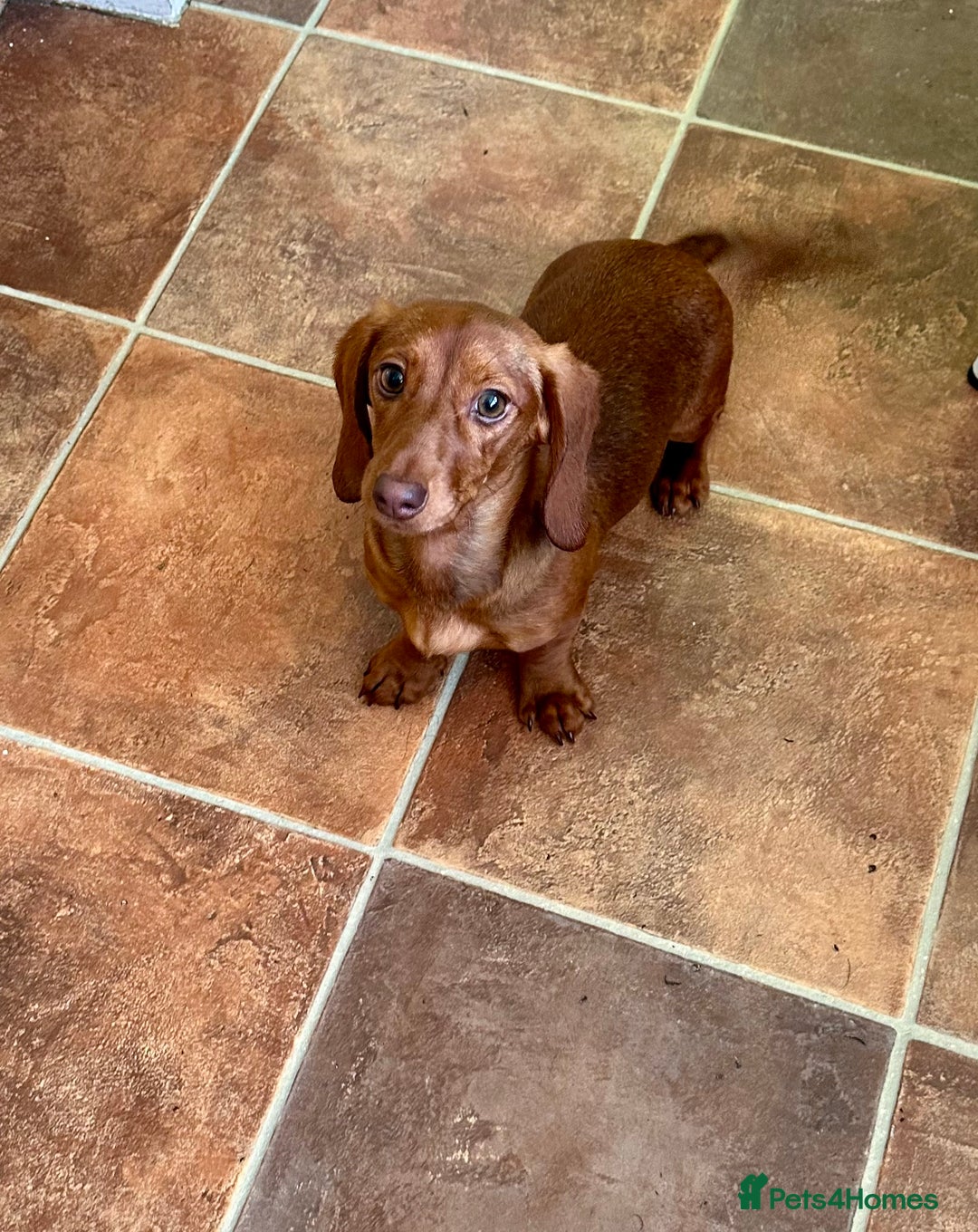 Dachshund dogs for sale: Our beautiful Foxy is looking for a family - Advert 6