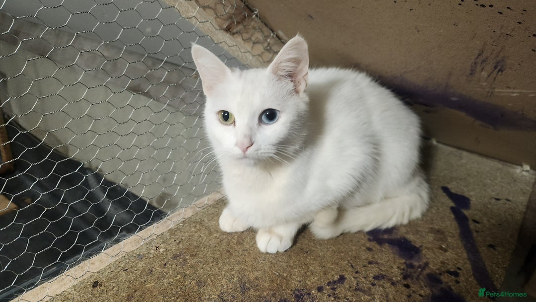 Turkish Angora cats for sale: British short-hair and turkish angora - Advert 3