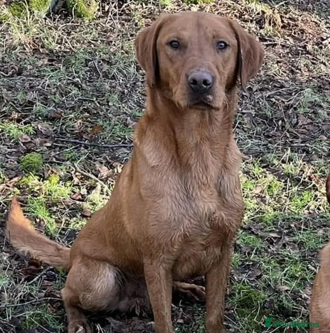 Labrador Retriever dogs for stud: KC Fox Red Lab Stud Fully Health Tested 37Ftch/Ftw in Corwen - Advert 6