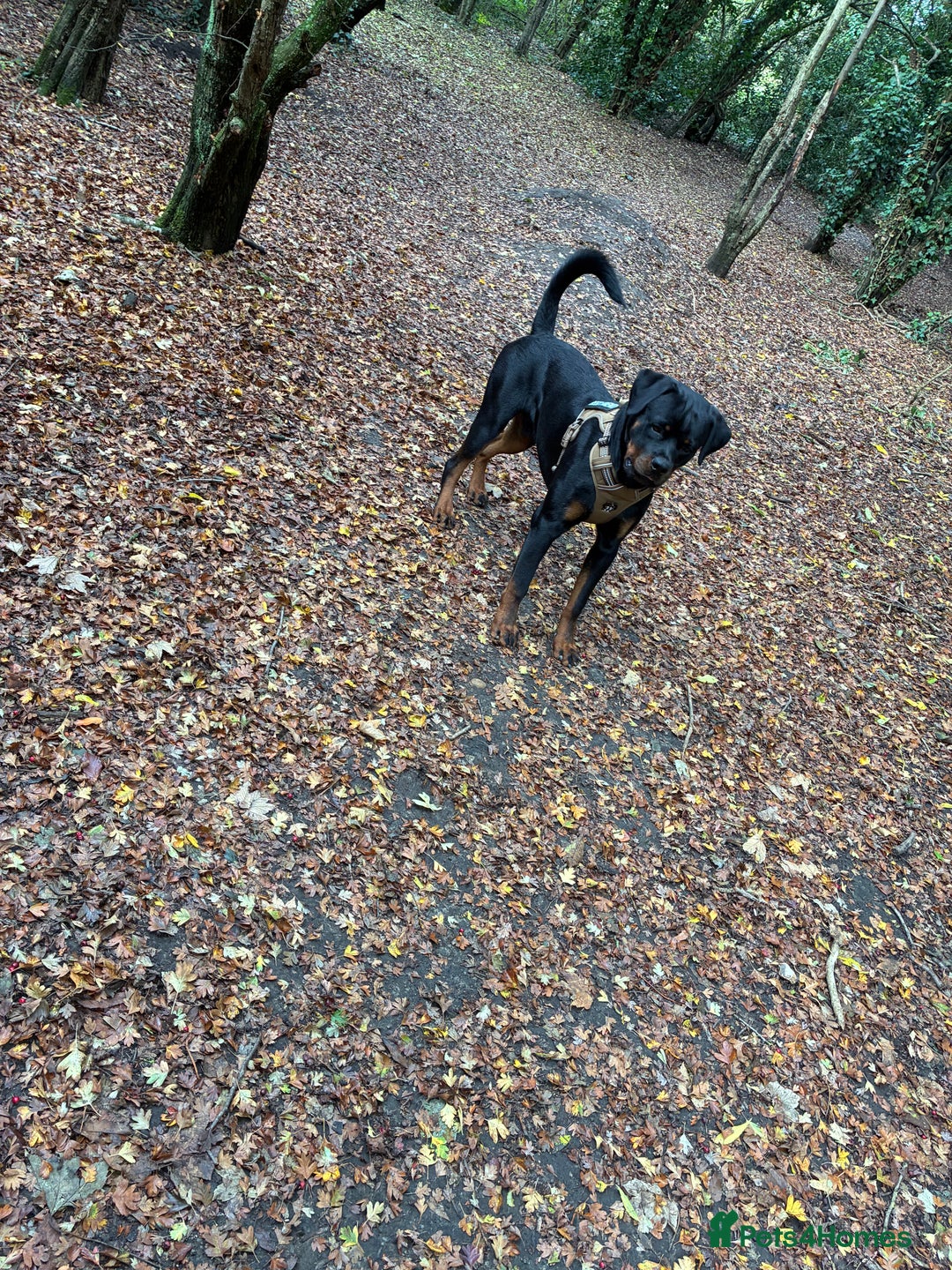 Rottweiler dogs for sale: My Rottweiler Bear - Advert 7