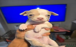 Chihuahua dogs for sale: Gorgeous Chihuahua Puppies Looking 4 Forever Homes - Image 37