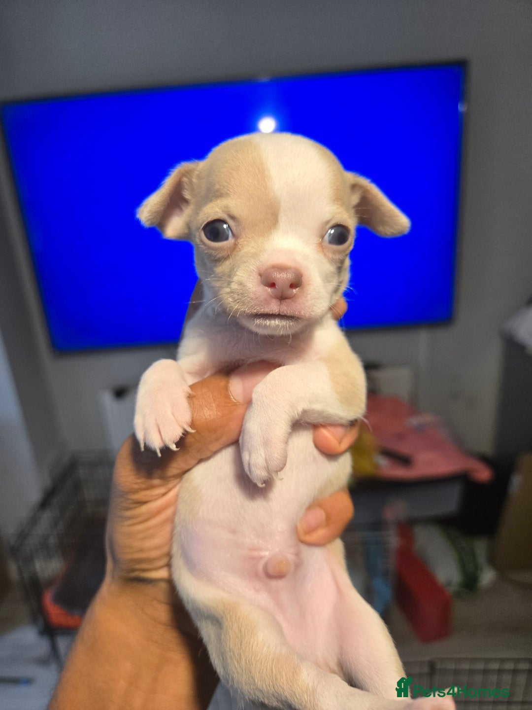 Chihuahua dogs for sale: Gorgeous Chihuahua Puppies Looking 4 Forever Homes - Image 37