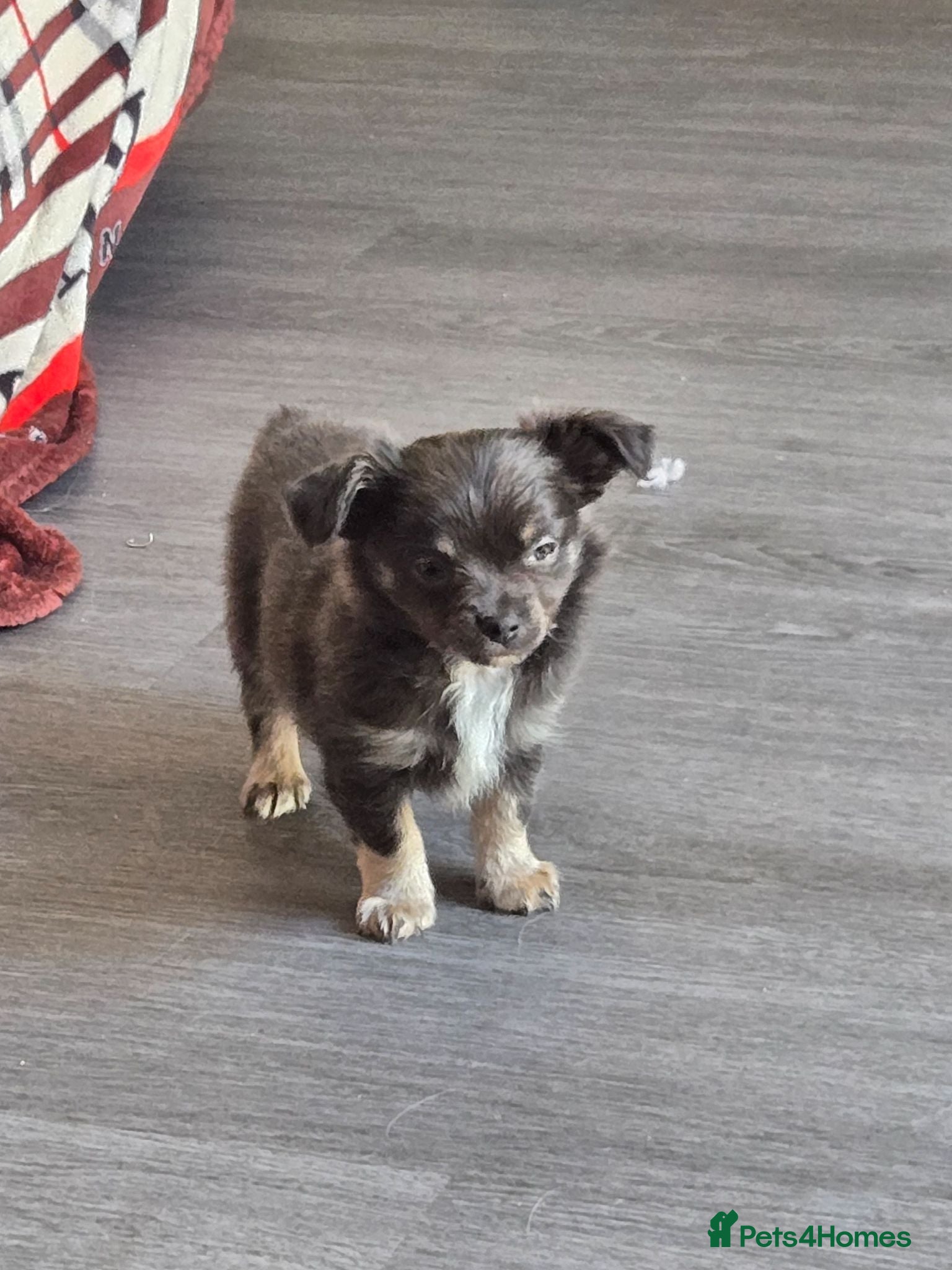 Chihuahua dogs Absolutely beautiful chihuahua puppies - Advert 21