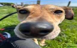 Mixed Breed dogs for adoption: Meet Barney, currently residing in Cheshire  in Nantwich - Image 17