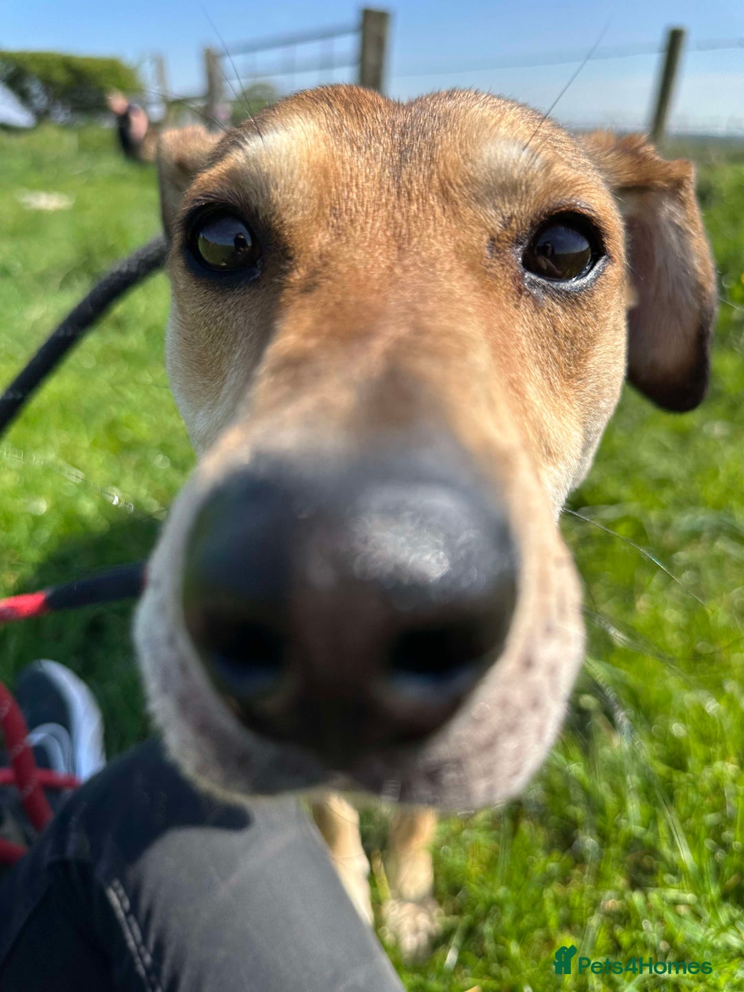 Mixed Breed dogs for adoption: Meet Barney, currently residing in Cheshire  in Nantwich - Image 17