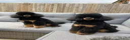Miniature Poodle dogs for stud: Small RKC registered Miniature Phantom Poodle - Advert 19