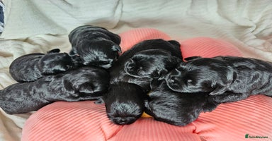 Affenpinscher dogs - Advert 6