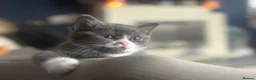 Ragdoll cats for sale: **Ready to go** 4 beautiful Ragdoll X kittens - Advert 7