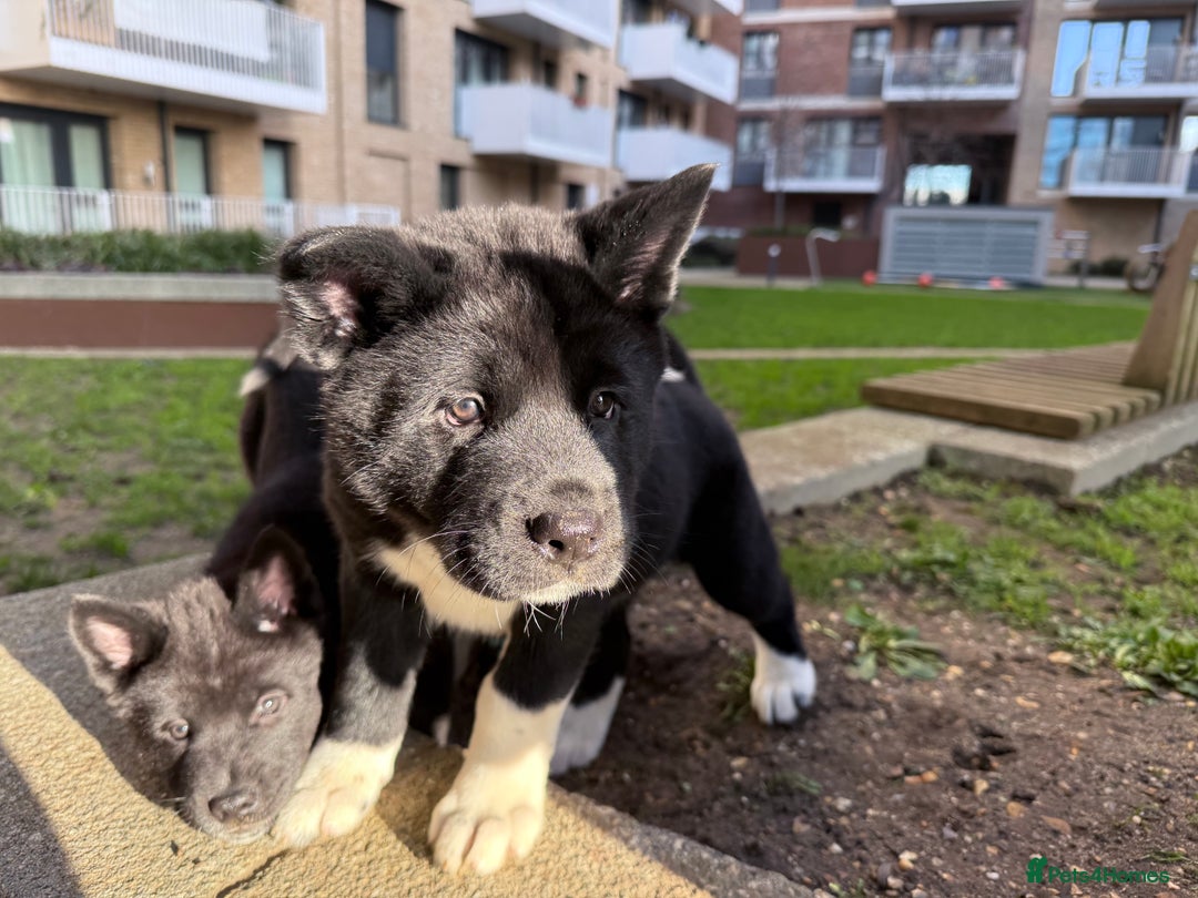 Akita dogs for sale: American Akita puppies - Advert 15