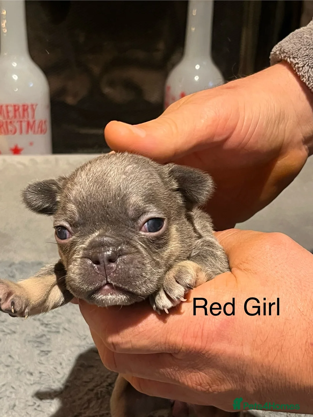 French Bulldog dogs for sale: DWKC Registered French Bulldog puppies for sale - Advert 35
