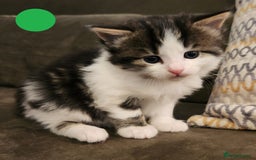 Mixed Breed cats for sale: Maine Coon/Norwegian Forest/British Shorthair X - Advert 6