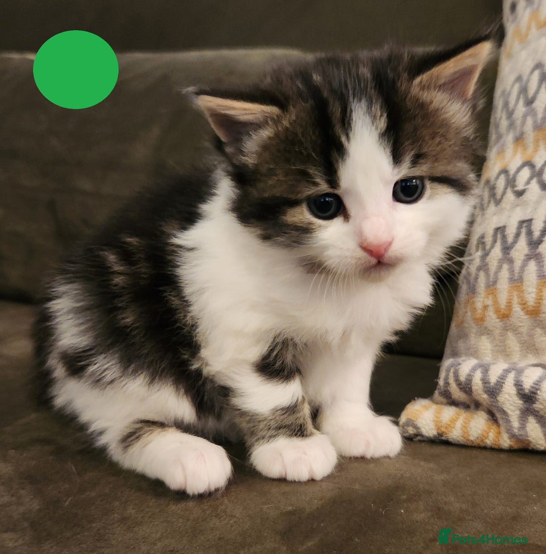 Mixed Breed cats for sale: Maine Coon/Norwegian Forest/British Shorthair X - Advert 6
