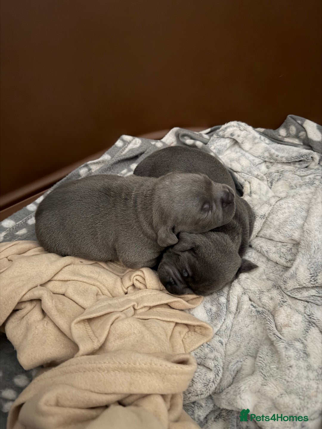 Staffordshire Bull Terrier dogs for sale: KC REGISTERED ‘KING FURY’ PUPS - Advert 3