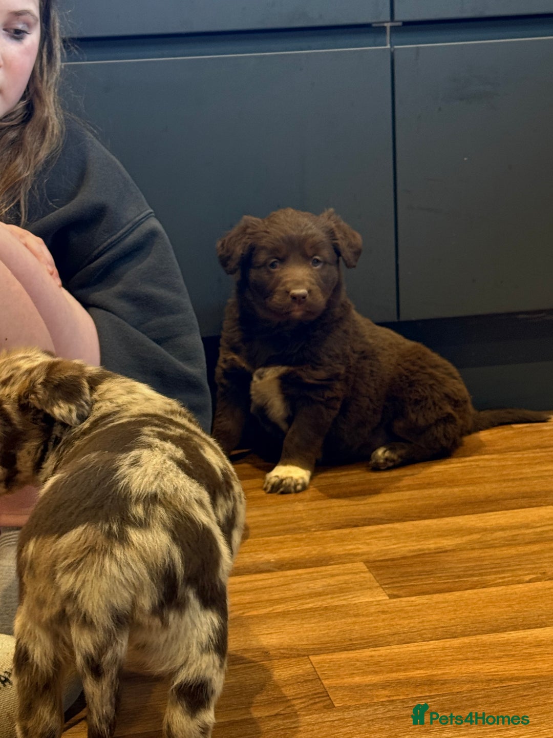 Borador dogs for sale: Female lab x collie puppy  - Advert 2