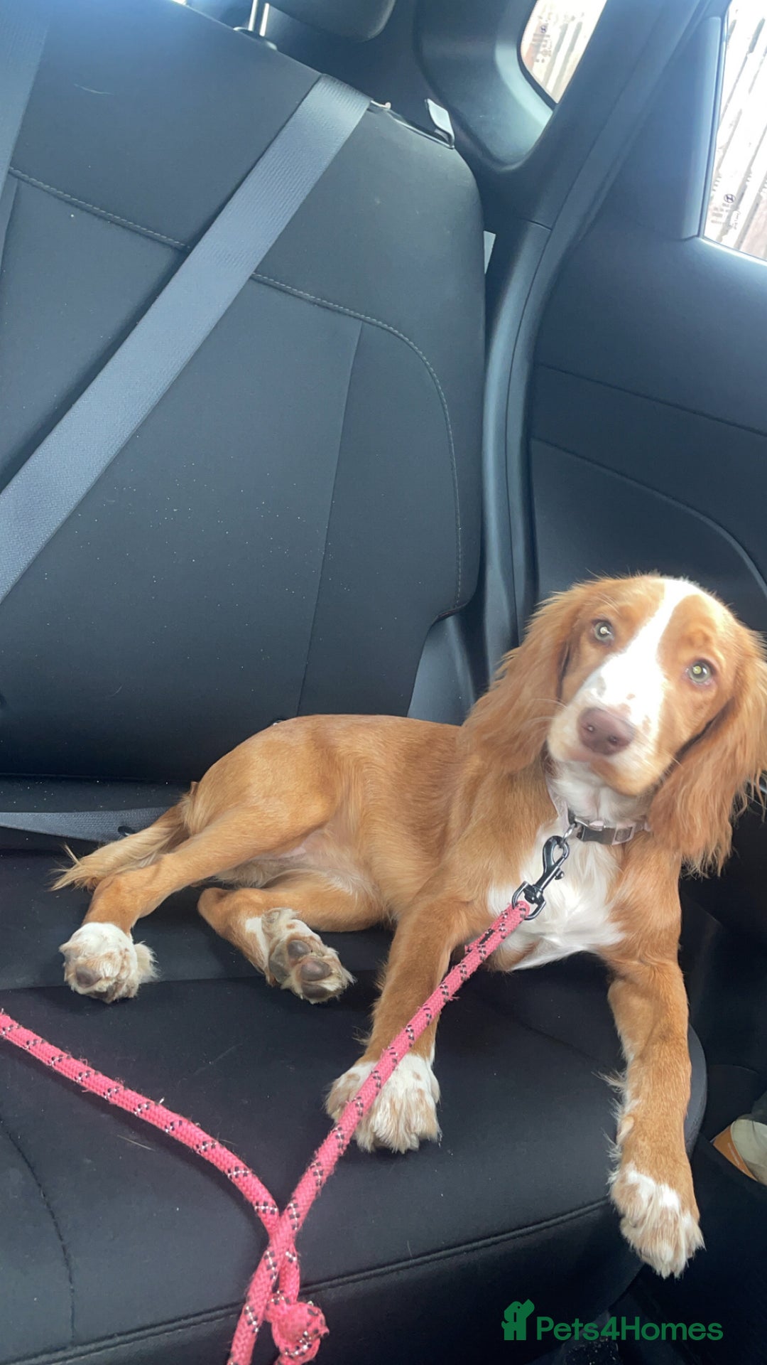 Cocker Spaniel dogs for sale: Cocker spaniel bitch - Image 1