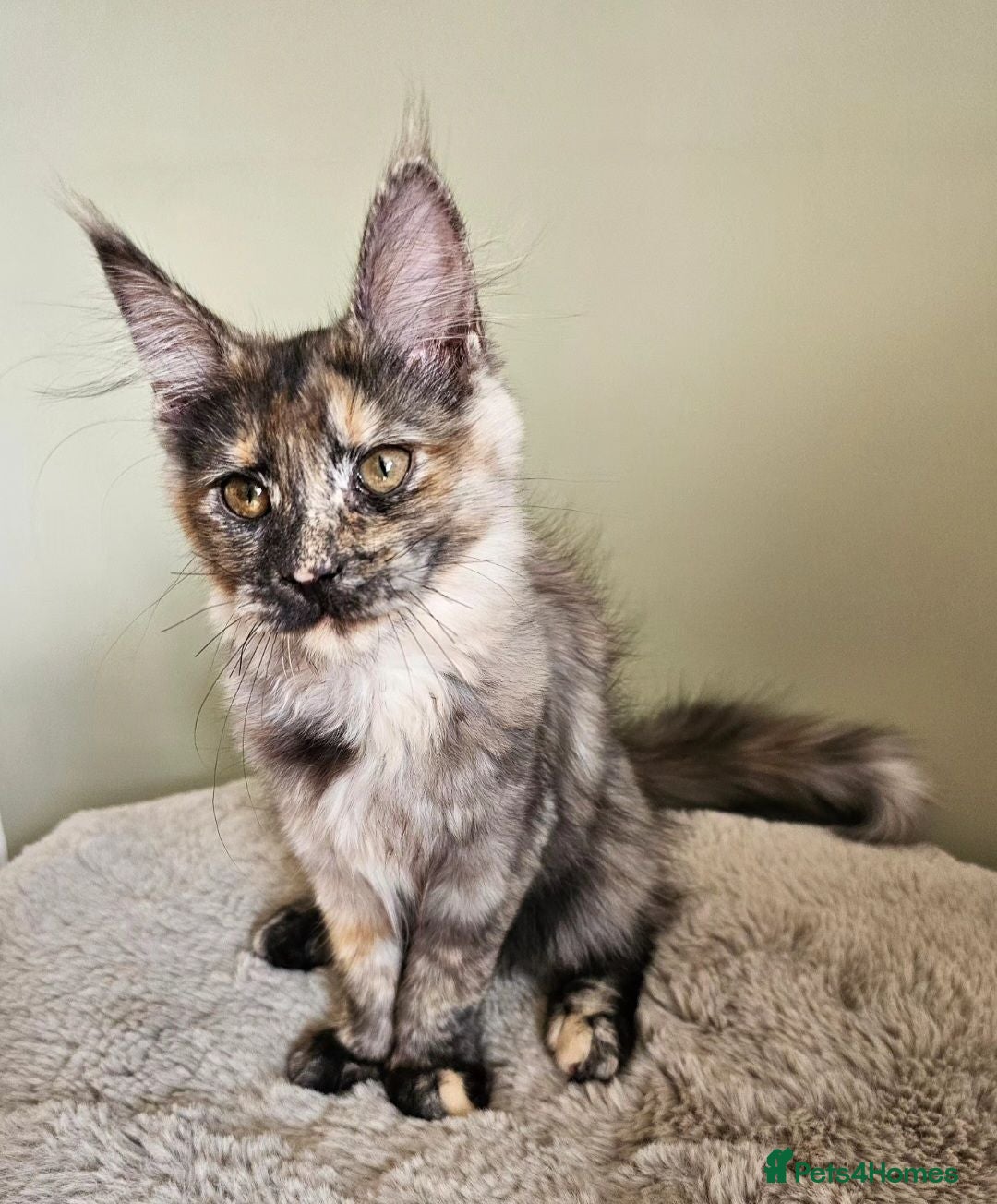 Maine Coon cats Stunning Maine Coon kittens  - Advert 2