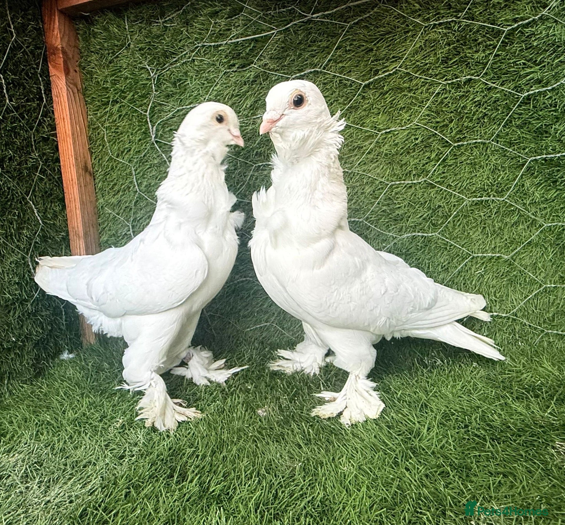 Pigeons birds Beautiful, Vaccinated & Friendly Pigeons - Advert 1