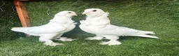 Pigeons birds for sale: Beautiful, Vaccinated & Friendly Pigeons - Advert 3
